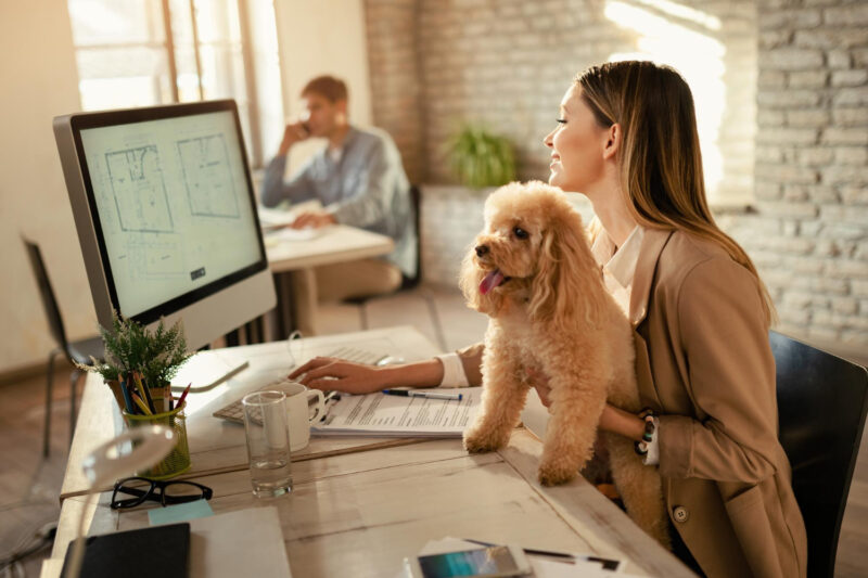 birouri pet friendly
